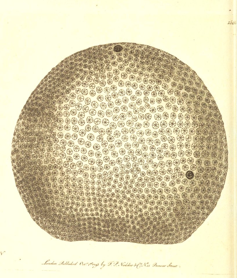 v05 155 Starry Globe Madrepore