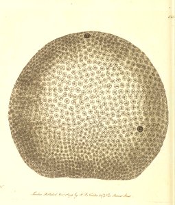 v05 155 Starry Globe Madrepore