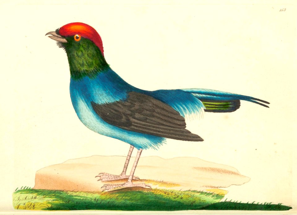 v05 153 Long-Tailed Manakin