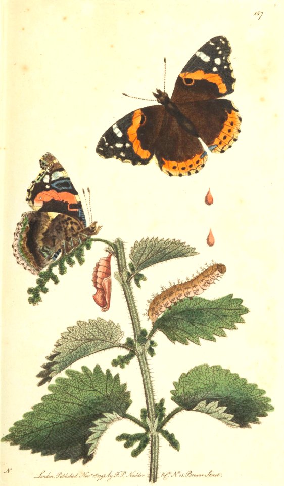 v05 157 Atalanta