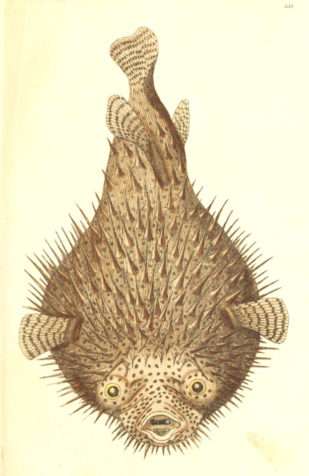 v05 151 Porcupine Diodon