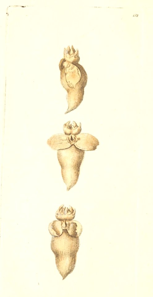 v05 152 Limacine Clio