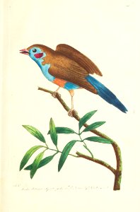 v05 150 Blue-Bellied Finch