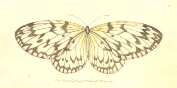 v05 149 Black Striped Butterfly