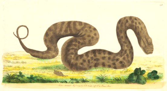 v05 148 Warted Snake