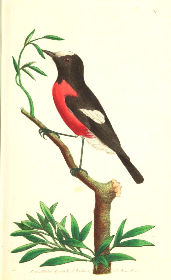 v05 147 Red-Bellied Flycatcher
