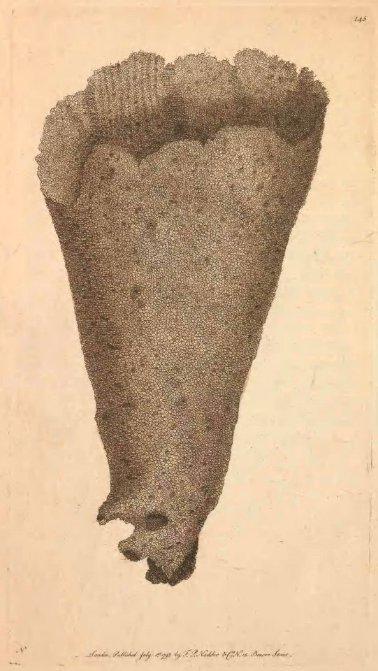 v04 145 Funnel Sponge