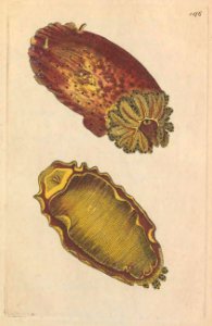 v04 146 Sea Lemon