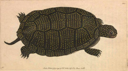 v04 144 Speckled Tortoise
