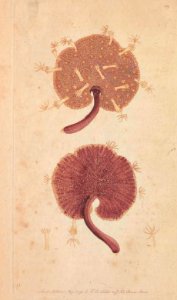 v04 139 Kidney-Shaped Purple Sea Pen