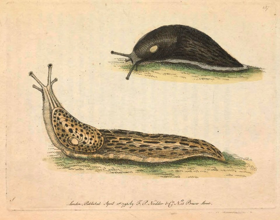v04 137 Black Slug and Spotted Slug