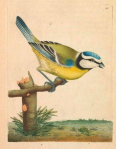 v04 138 Blue Titmouse