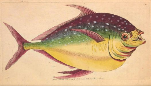 v04 140 Opah