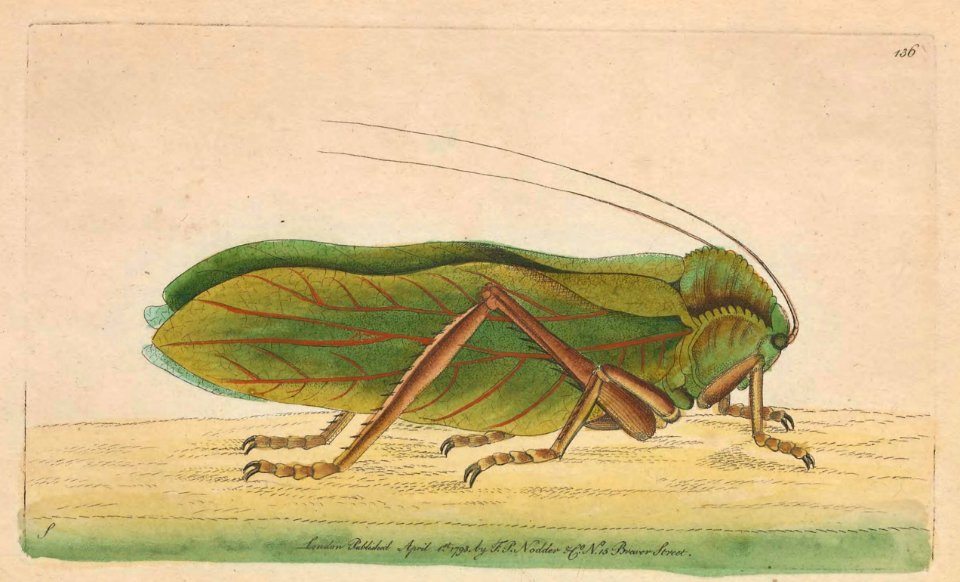v04 136 Citron Leaved Locust