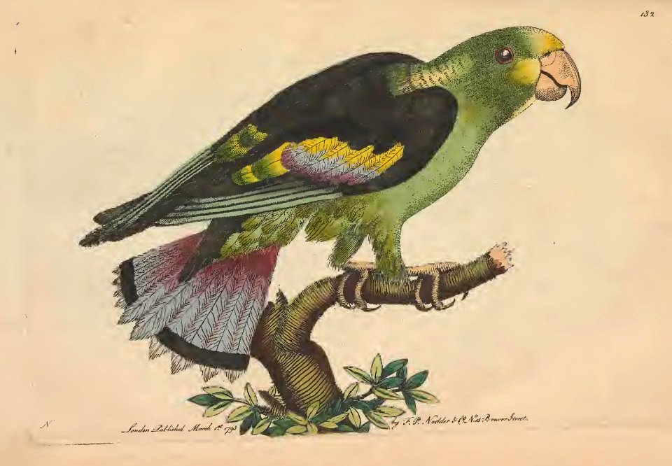 v04 132 Black Winged Parakeet