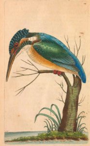 v04 129 Common Kingfisher