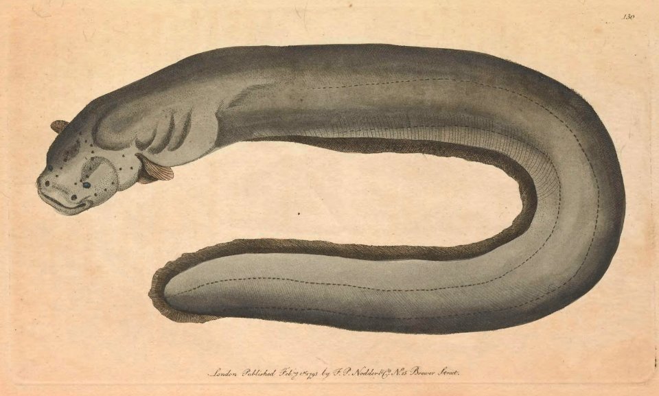 v04 130 Electric Eel