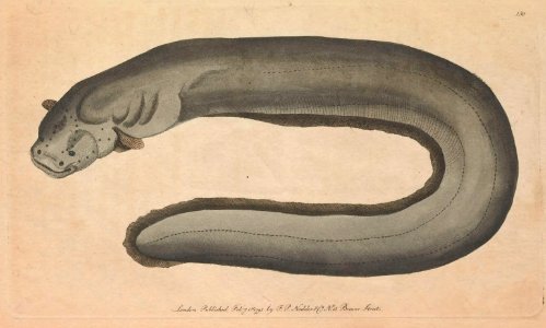 v04 130 Electric Eel