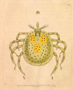 v04 128 Gold-Spotted Acarus