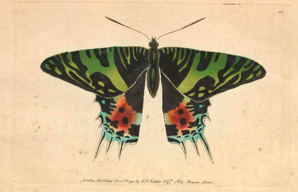 v04 125 Oriental Emperor
