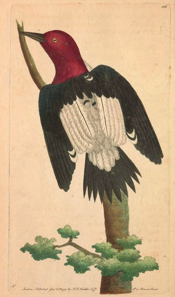 v04 126 Red-Headed Woodpecker