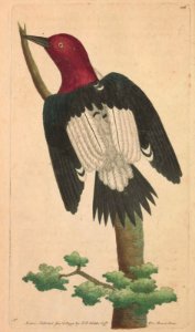 v04 126 Red-Headed Woodpecker