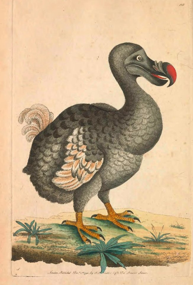 v04 123 Dodo