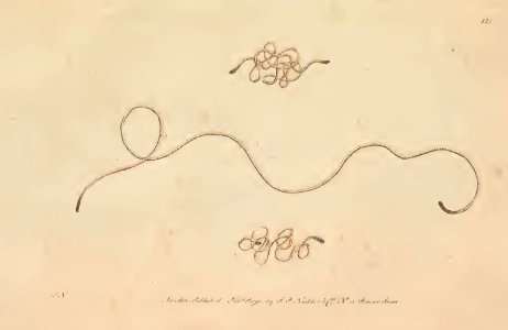 v04 121 Common Hairworm