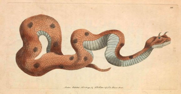 v04 122 Horned Viper