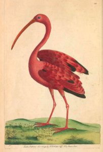 v04 120 Scarlet Ibis