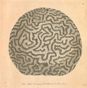 v04 118 Brain Madrepore