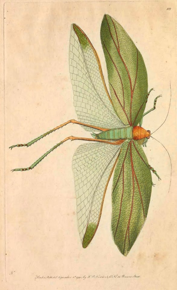 v04 115 Bay-Leaved Locust