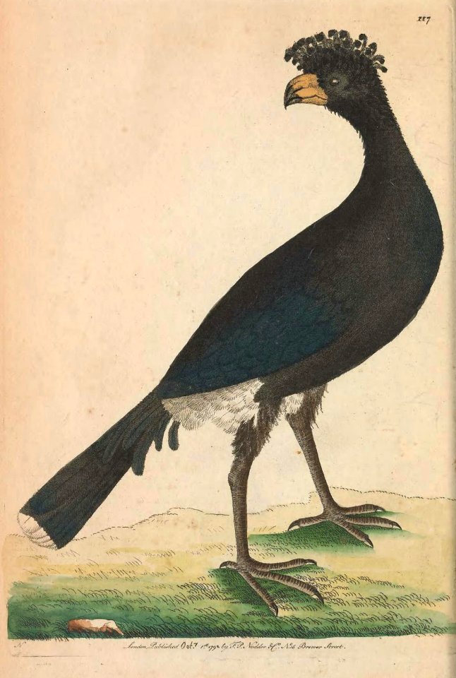 v04 117 Common Curassow