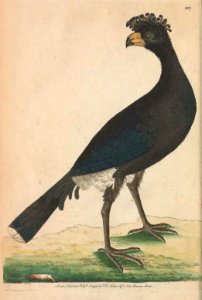 v04 117 Common Curassow