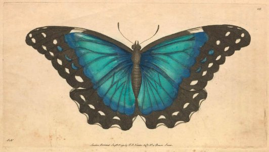 v04 113 Nestor Butterfly
