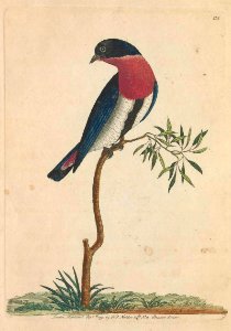 v04 114 Swallow Warbler