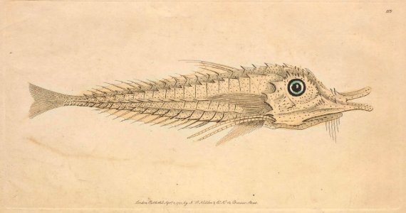 v04 116 Mailed Gurnard