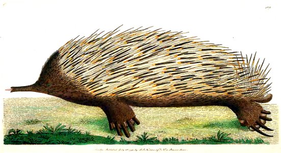 v03 109 Porcupine Anteater