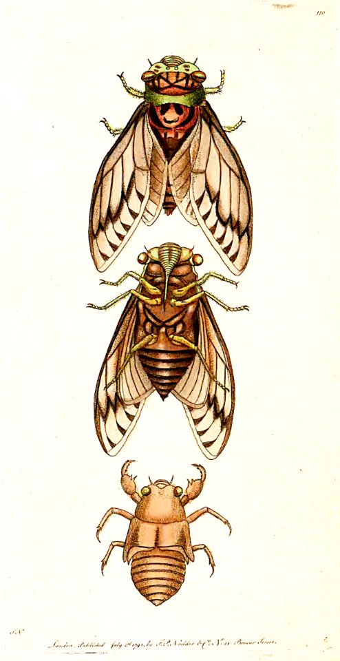 v03 110 Common Cicada