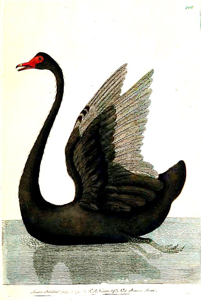 v03 108 Black Swan