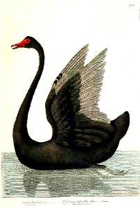 v03 108 Black Swan