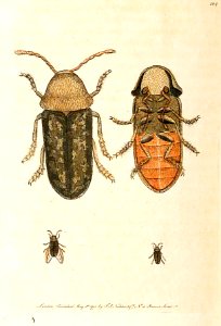 v03 104 Death Watch Beetle