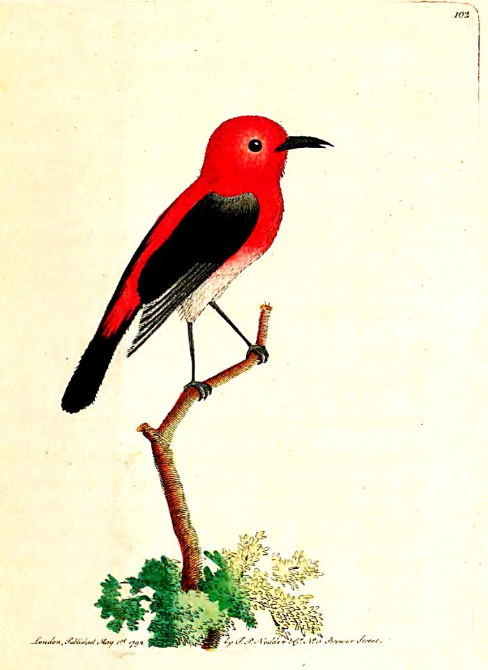 v03 102 Cardinal Creeper