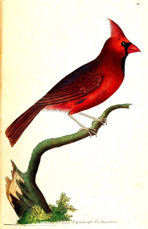 v03 105 Cardinal Grosbeak