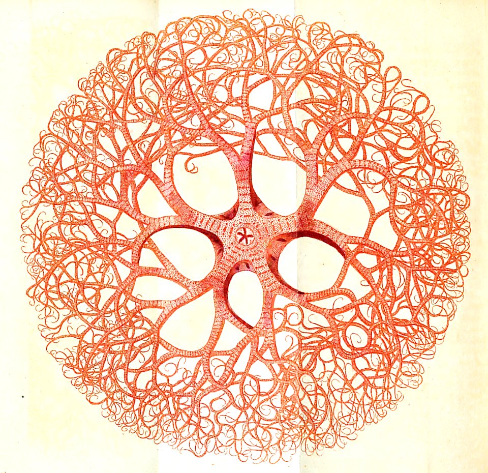 v03 103 Medusean Starfish