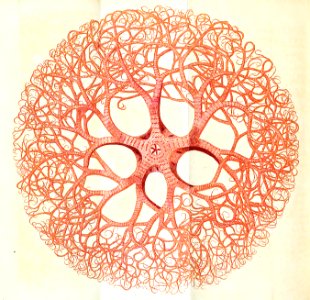 v03 103 Medusean Starfish