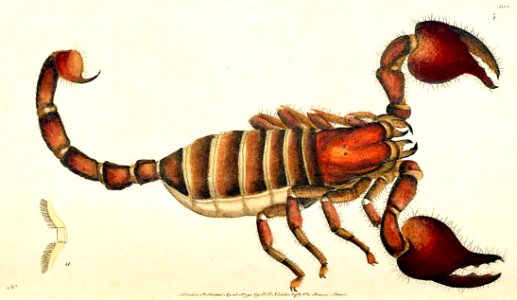 v03 101 African Scorpion