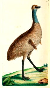 v03 099 Southern Cassowary
