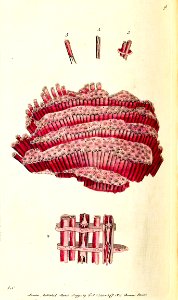 v03 098 Organ Coral