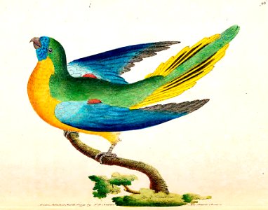 v03 096 Turcosine Parakeet